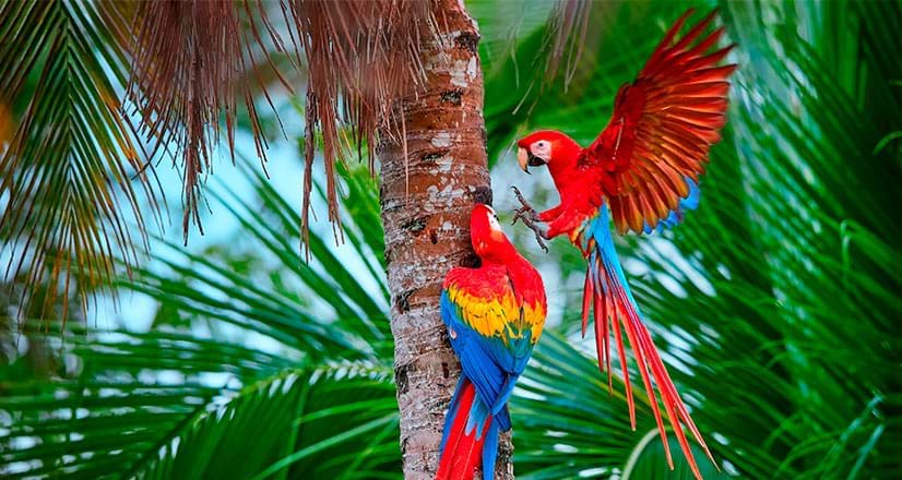Macaws resting on a palm tree in the Manu National Park